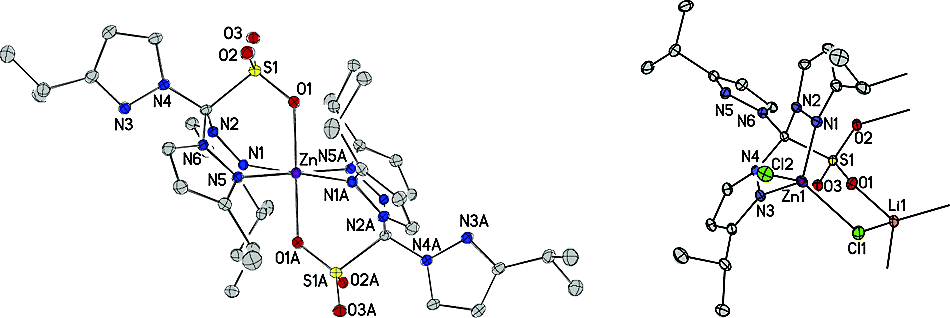 Zinc complexes with the Tpms ligand